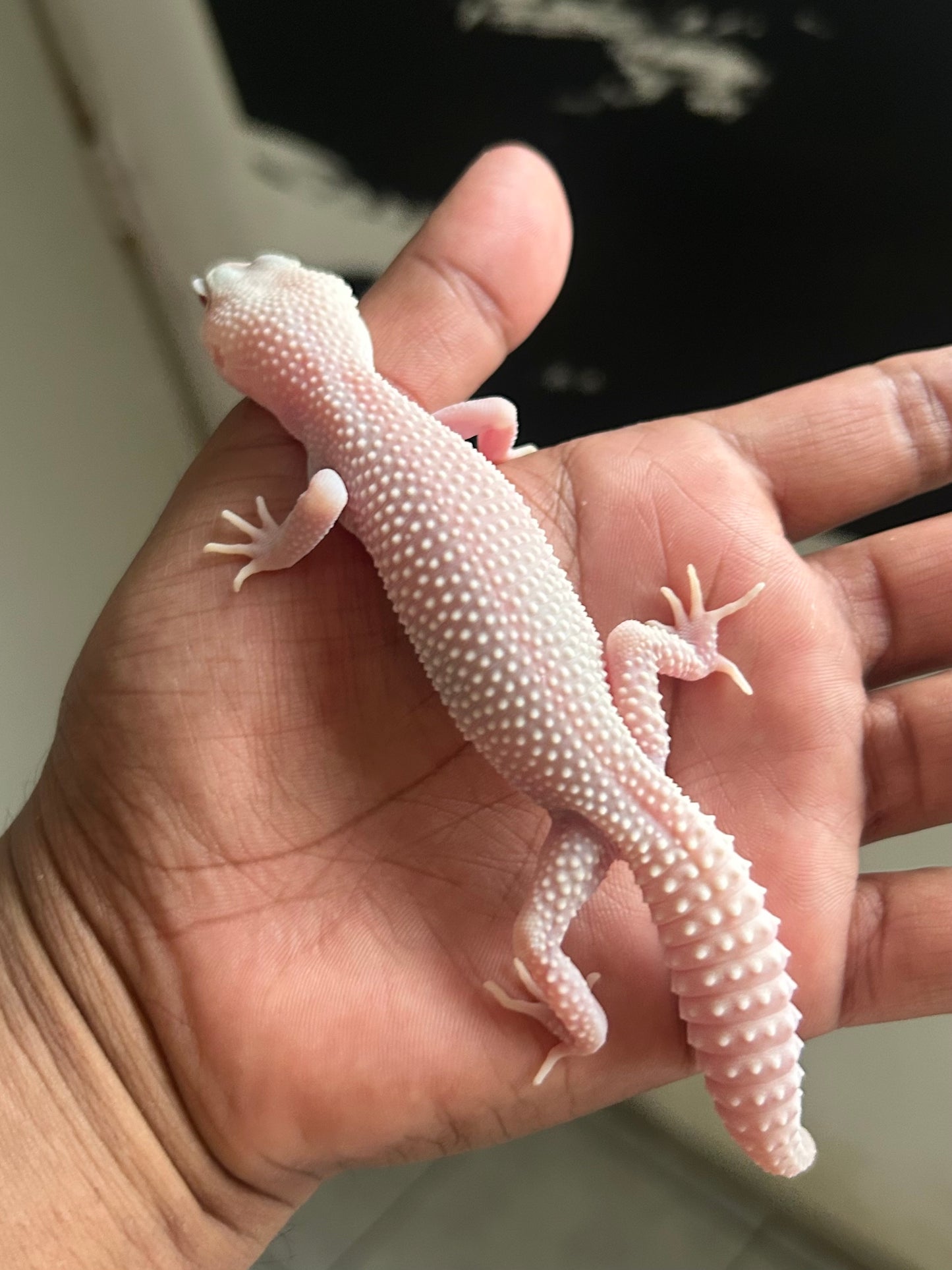 Gecko leopardo Snow Diablo blanco macho