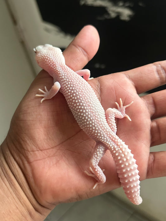 Gecko leopardo Snow Diablo blanco macho