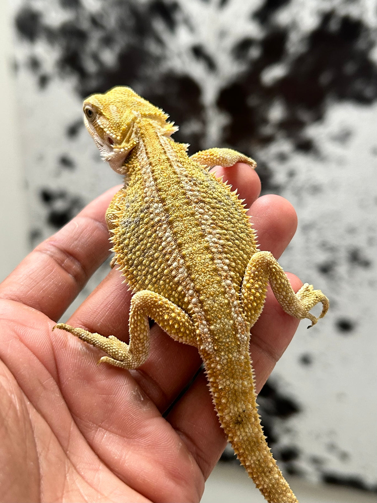 Pogona Citrus Hypo hembra