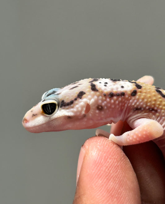 Gecko Leopardo stripe macho
