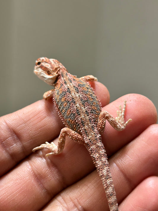 Pogona Red hypo dunner macho