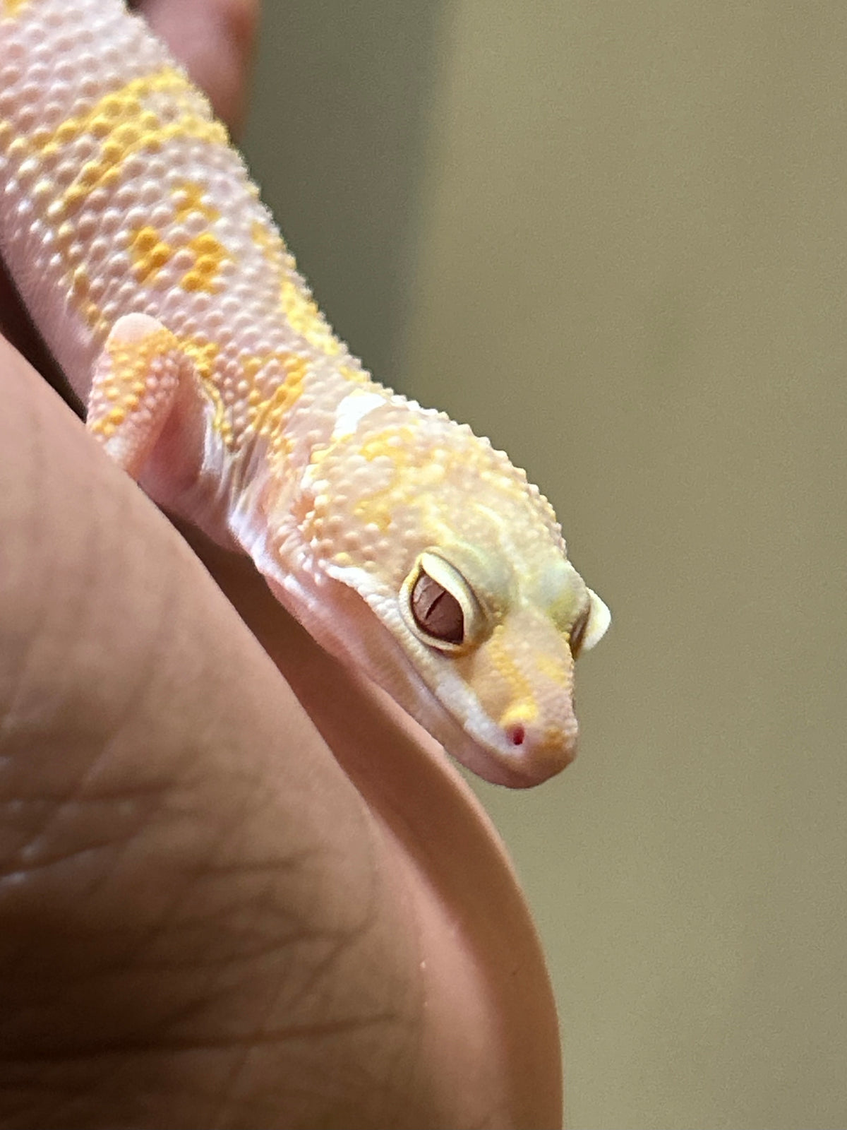 Gecko leopardo snow raptor macho