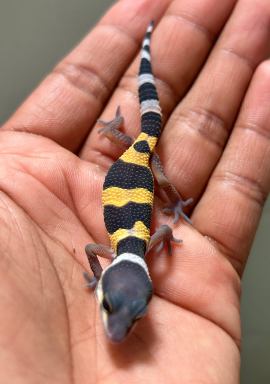 Gecko leopardo blood