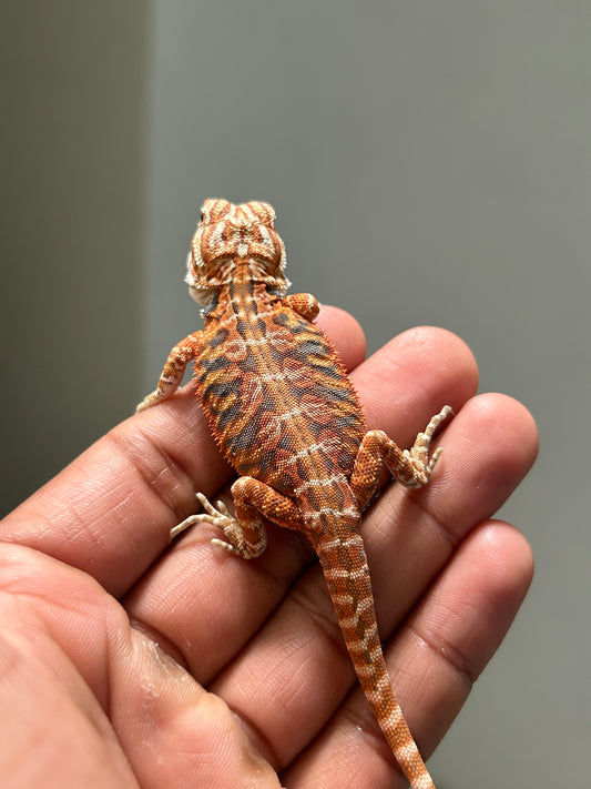 Pogona Chamuco hypo leatherback macho
