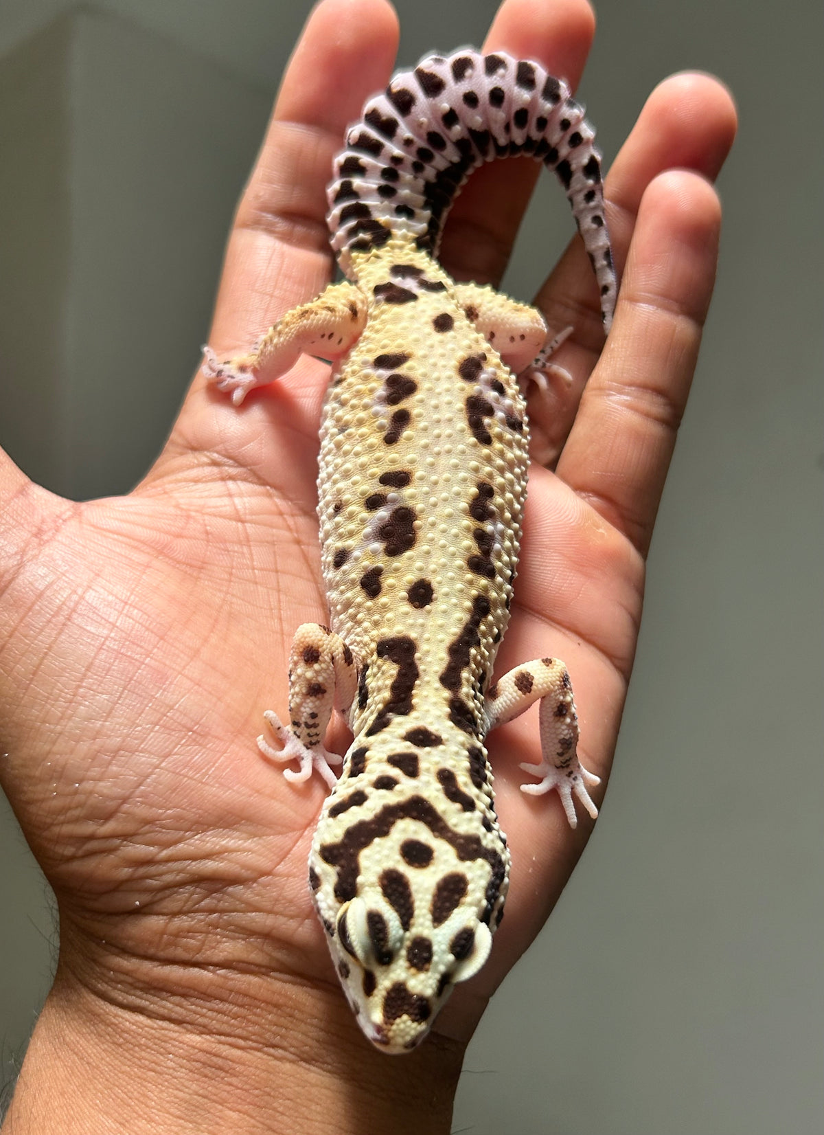 Gecko leopardo Bold stripe hembra