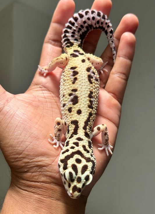 Gecko leopardo Bold stripe hembra