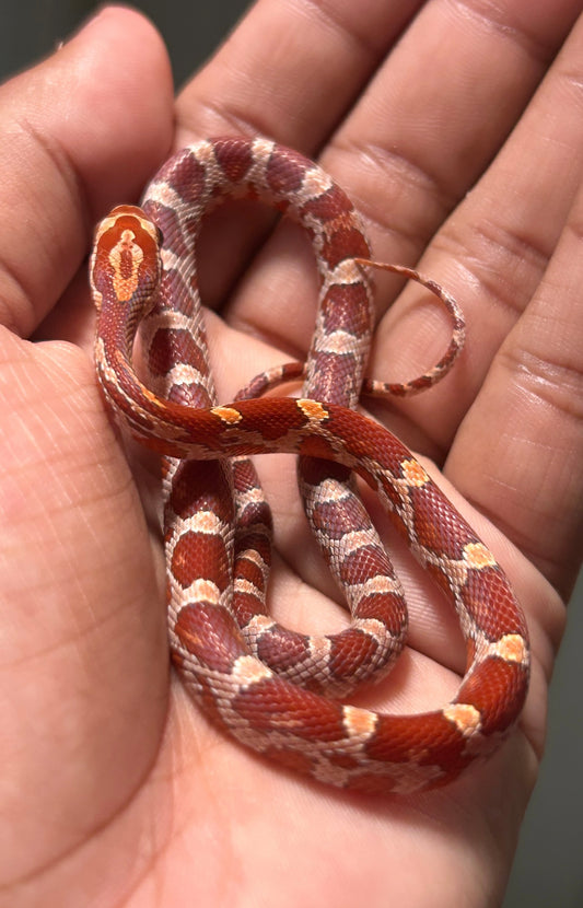 Serpiente maicera hypo macho