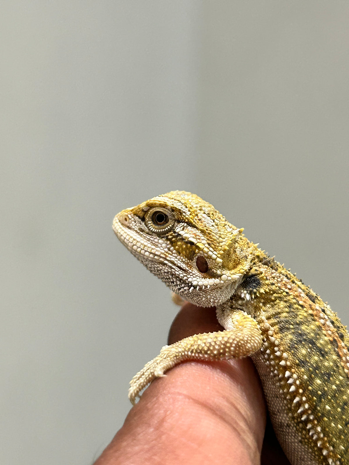 Pogona Citrus hypo dunner hembra