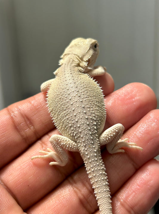 Pogona Witblits hypo macho