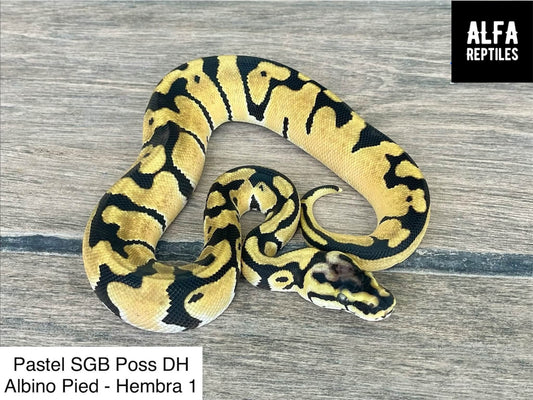 Pitón bola Pastel poss het albino/pied hembra