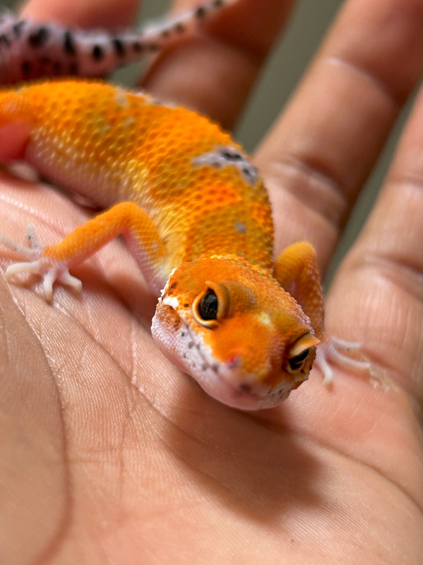 Gecko leopardo blood inferno macho
