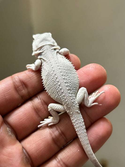 Pogona Hypo zero hembra
