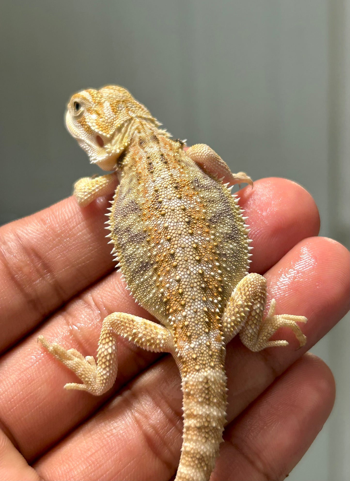 Pogona Nominal het hypo/witblits macho