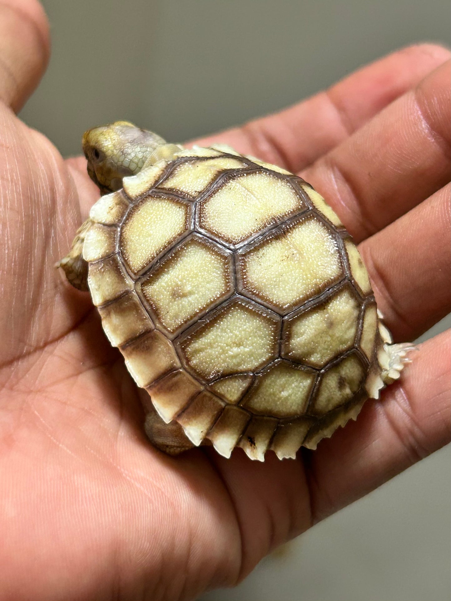 Tortuga sulcata cría