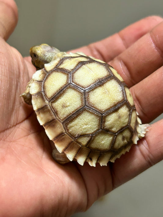 Tortuga sulcata cría