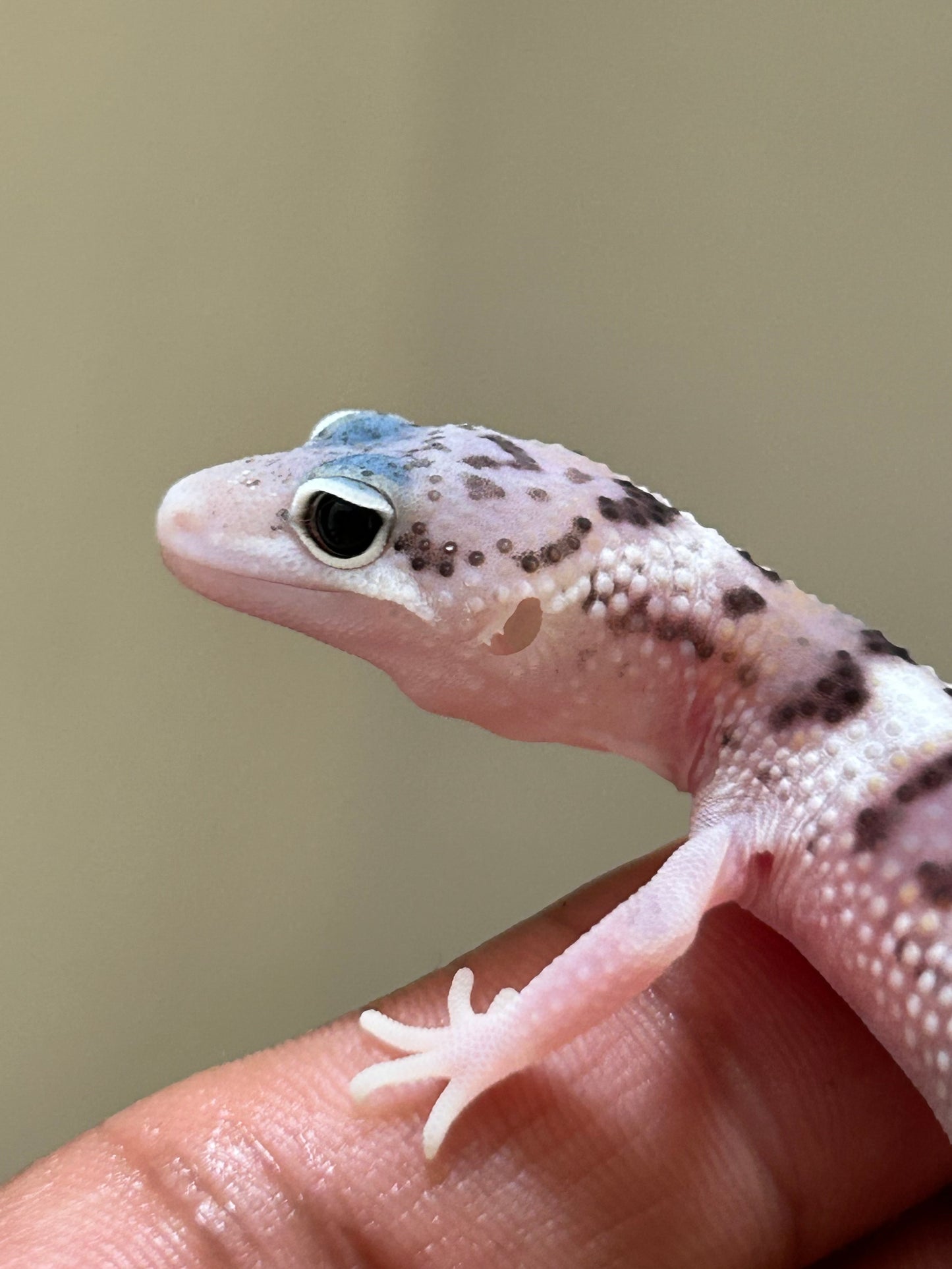 Gecko leopardo W&Y snow eclipse