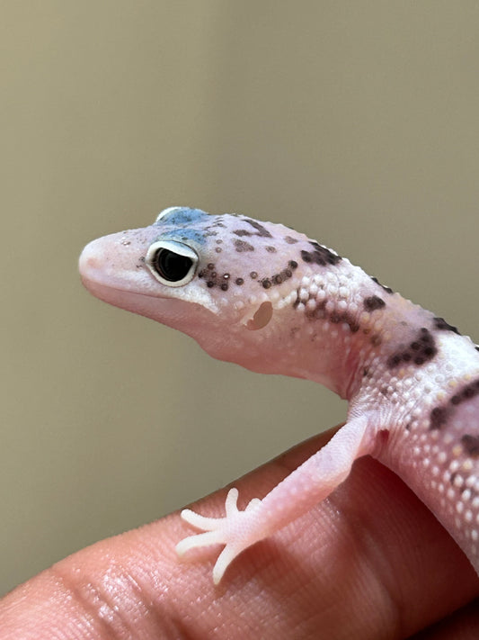Gecko leopardo W&Y snow eclipse