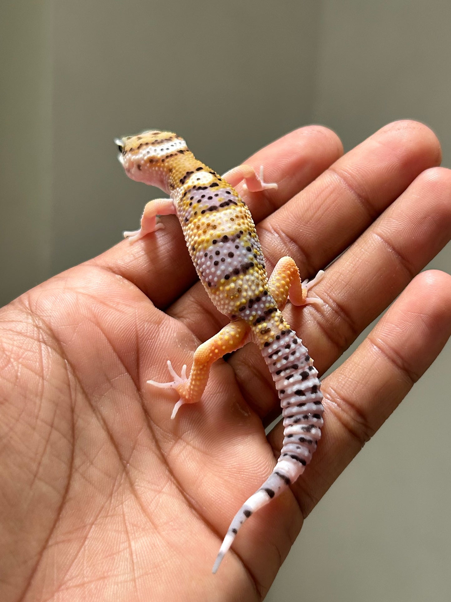 Gecko leopardo High Yellow hembra