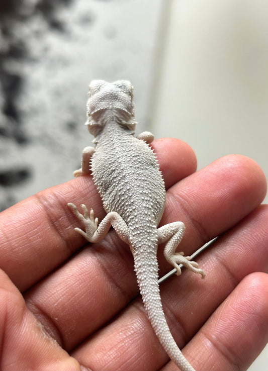 Pogona Hypo zero hembra
