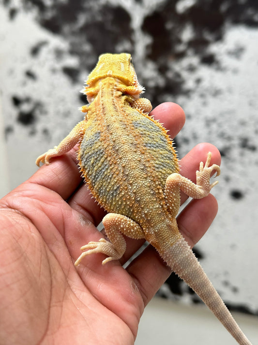 Pogona Orange Hypo trans hembra (Nip Tail)