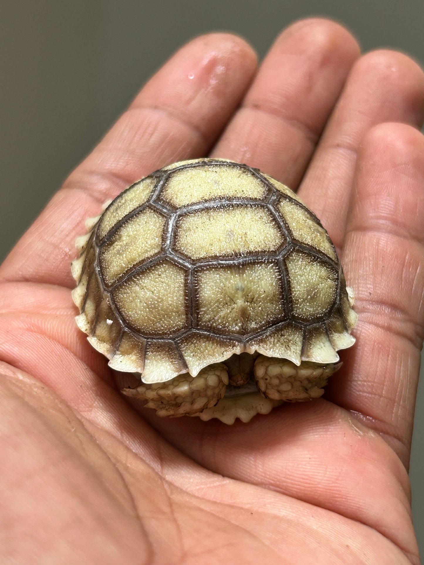 Tortuga sulcata cría