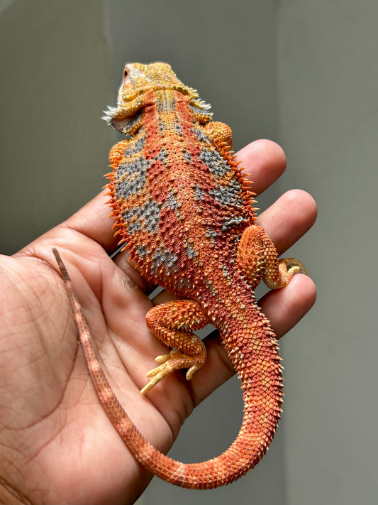 Pogona Red Hypo Blue Tiger Macho