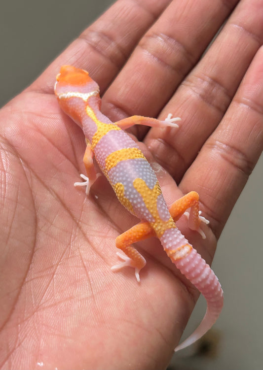 Gecko leopardo Red Diamond