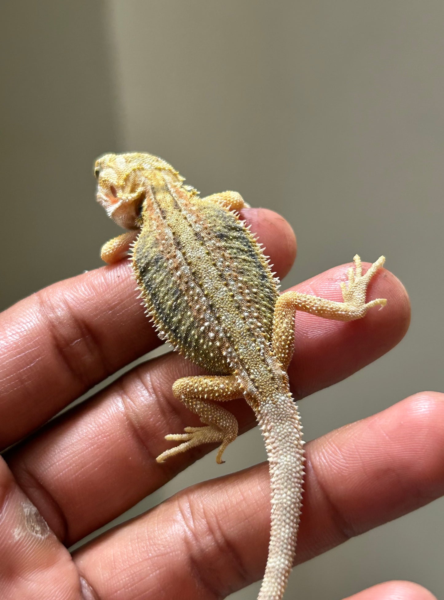 Pogona Citrus hypo dunner hembra