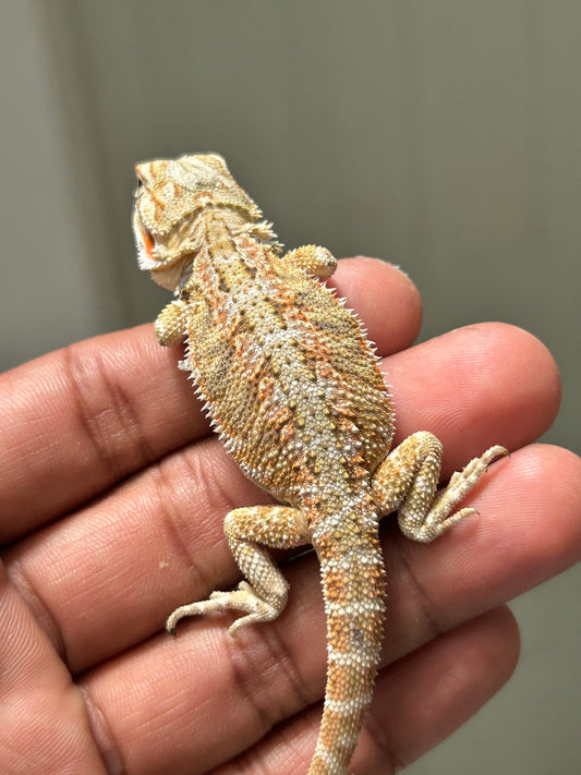 Pogona Hypo hembra
