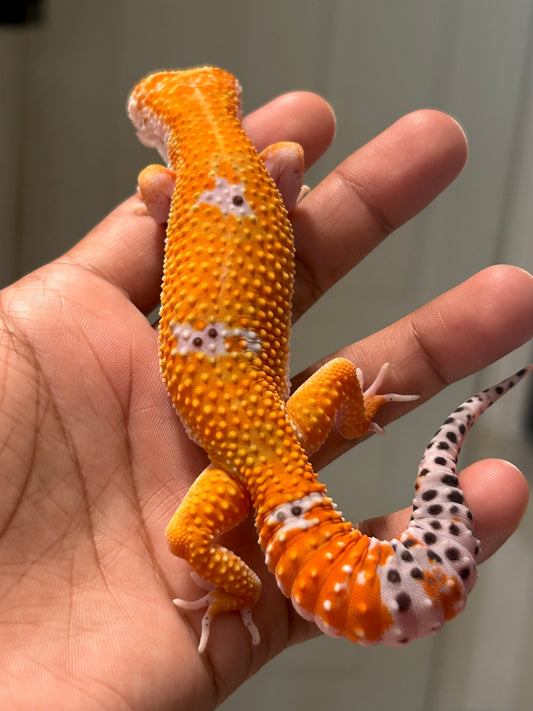 Gecko leopardo Blood inferno macho