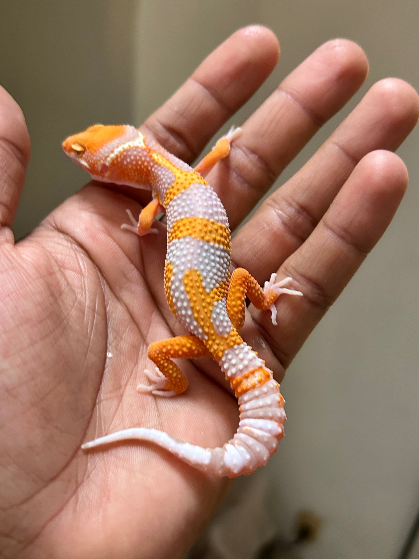 Gecko leopardo Red Diamond macho