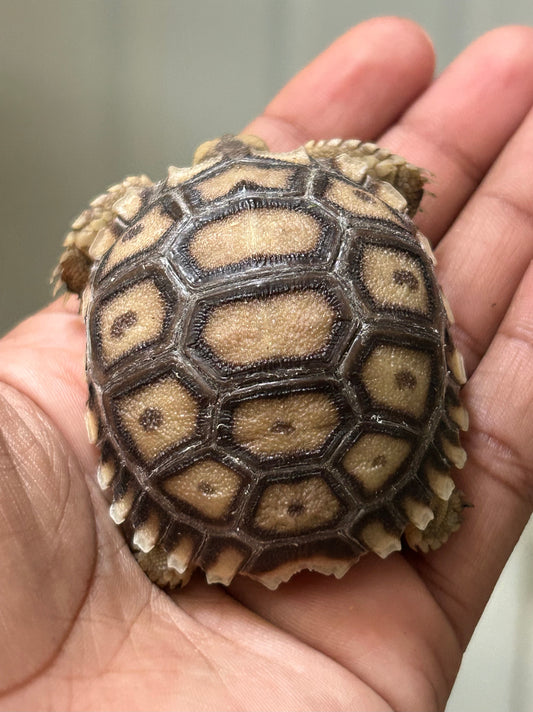 Tortuga sulcata cría