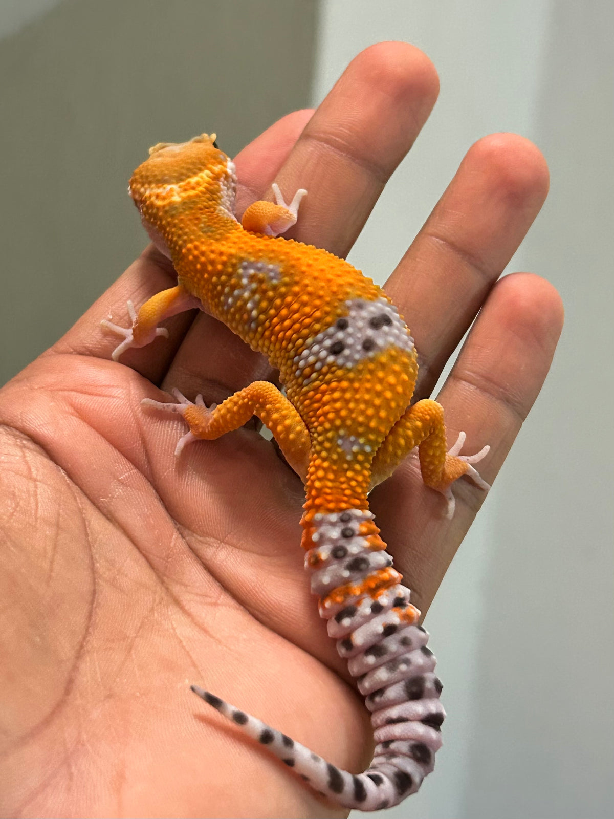 Gecko leopardo Blood inferno hembra