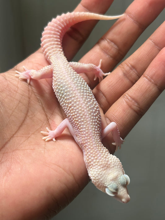 Gecko leopardo W&Y super snow tremper het eclipse macho