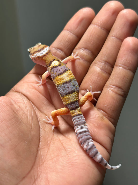 Gecko leopardo High Yellow