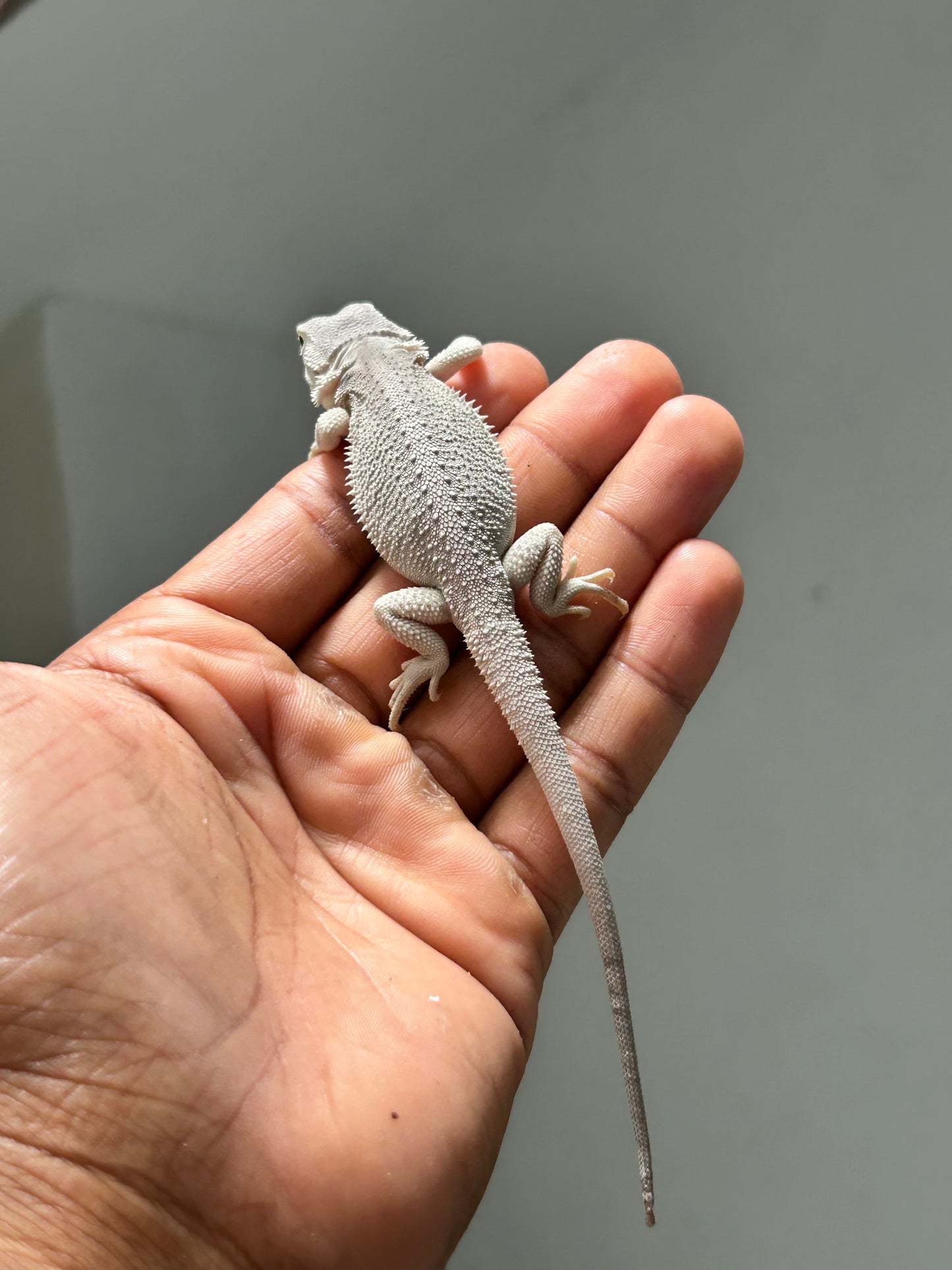 Pogona Hypo Witblits het zero hembra