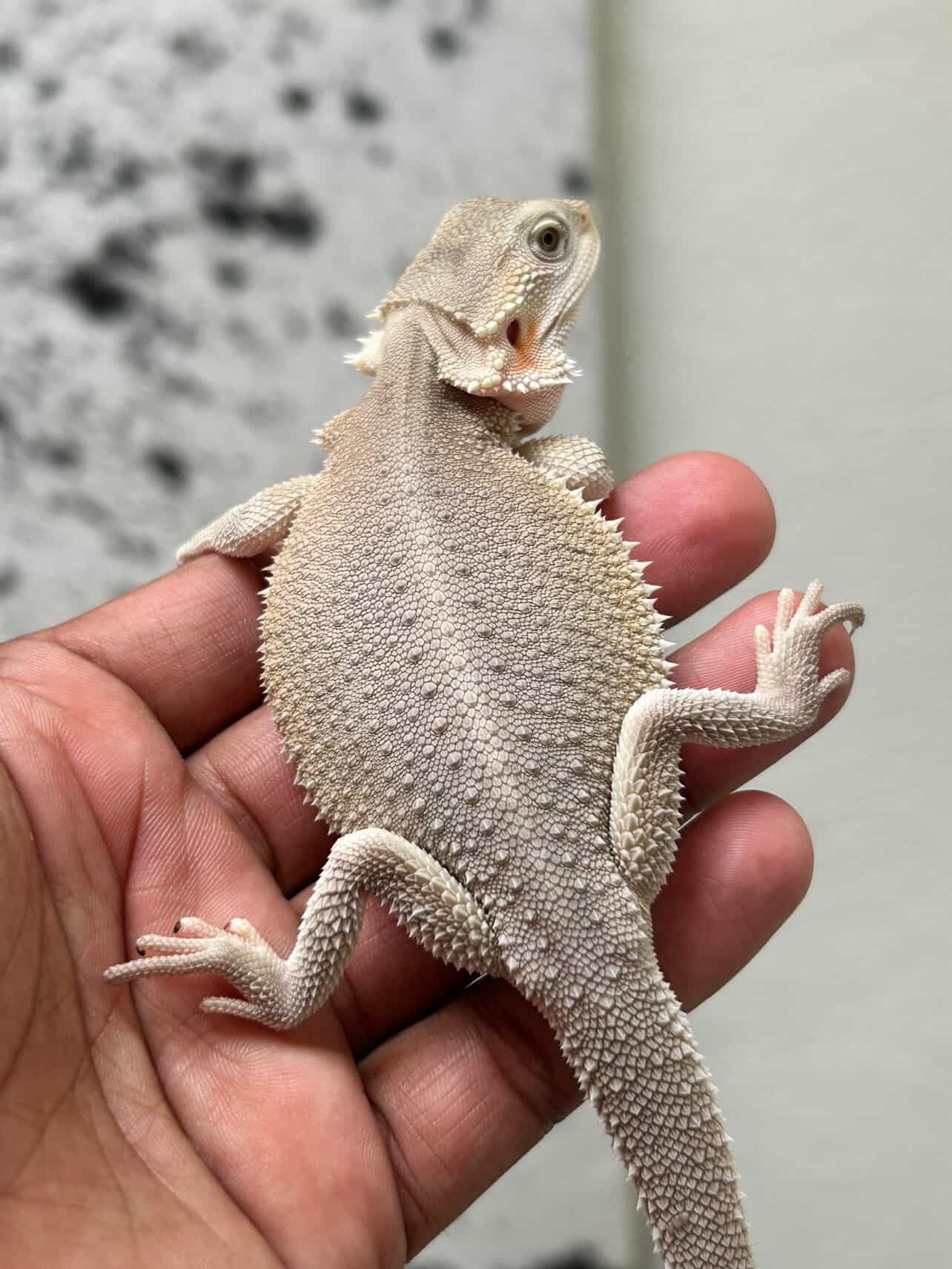 Pogona Witblits het hypo macho