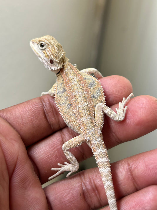 Pogona Hypo het zero hembra