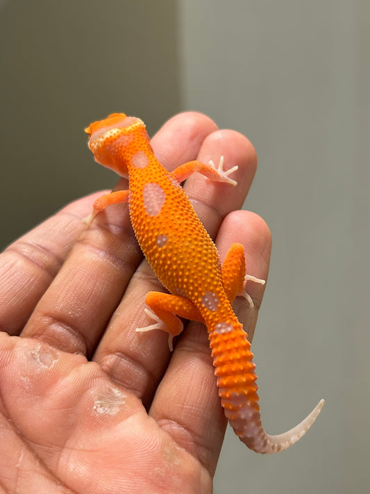 Gecko leopardo Red Diamond hembra