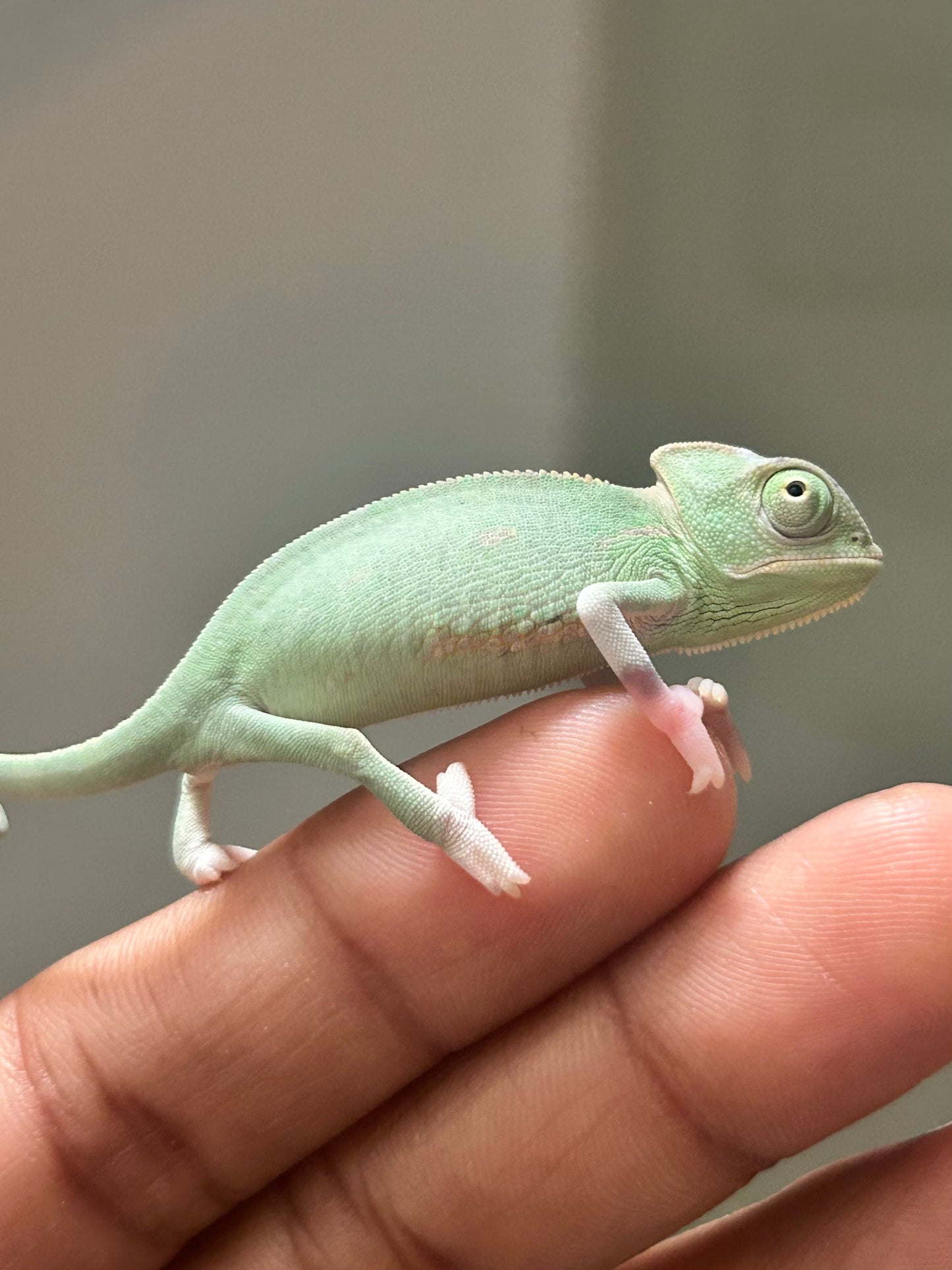 Camaleón de velo low pied hembra