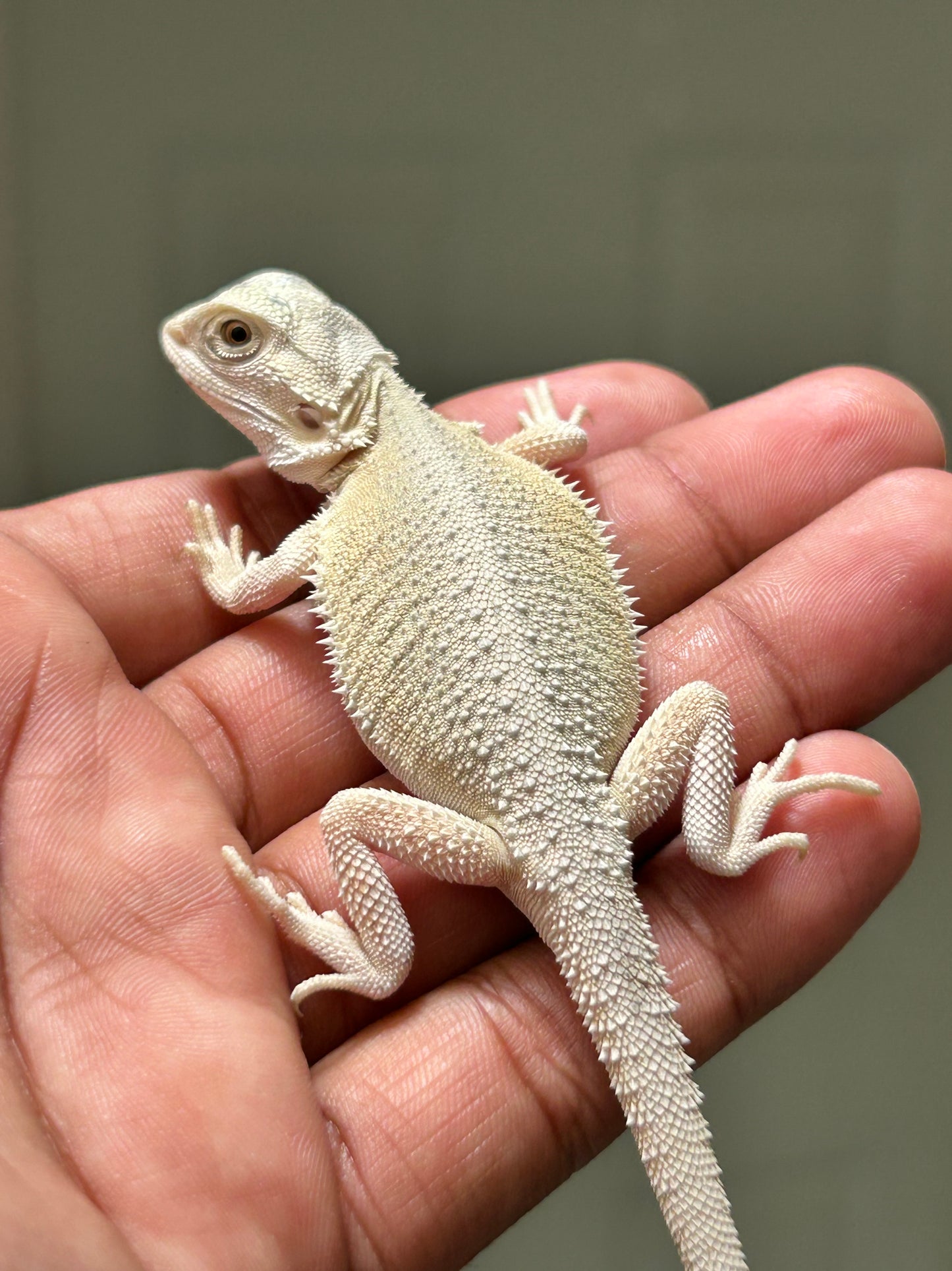 Pogona hypo witblits macho