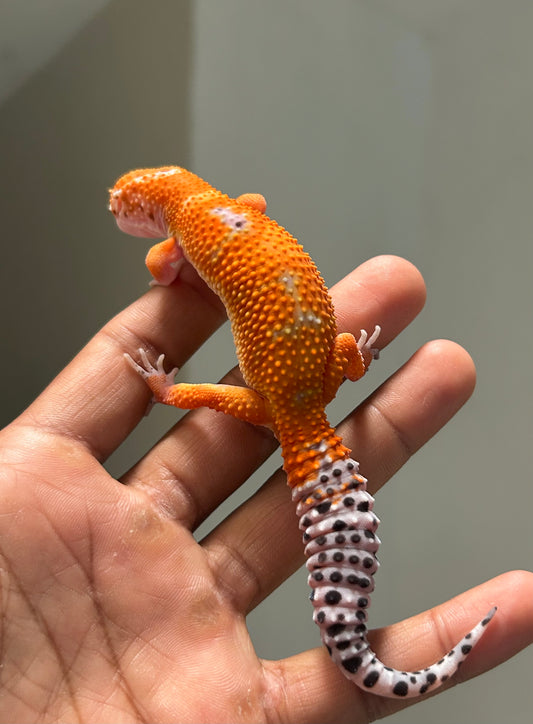 Gecko leopardo Blood inferno macho