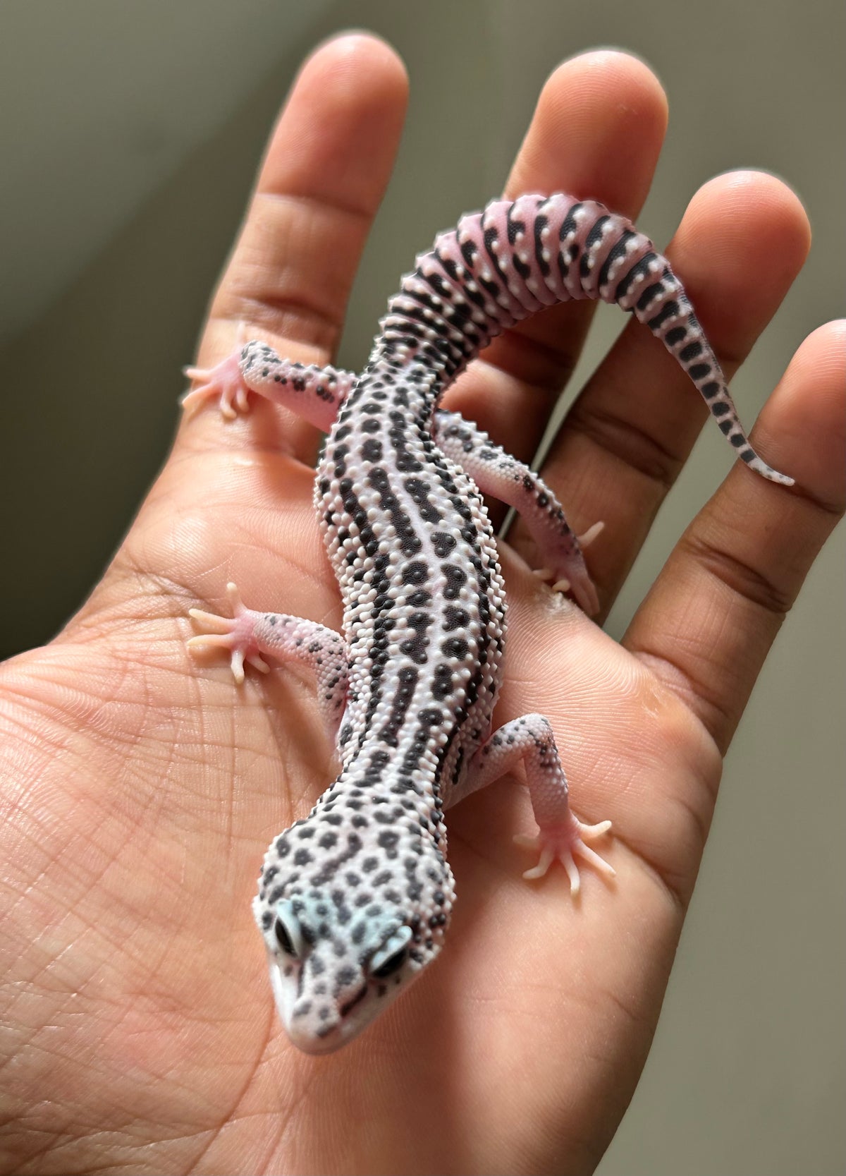 Gecko leopardo Super Snow macho