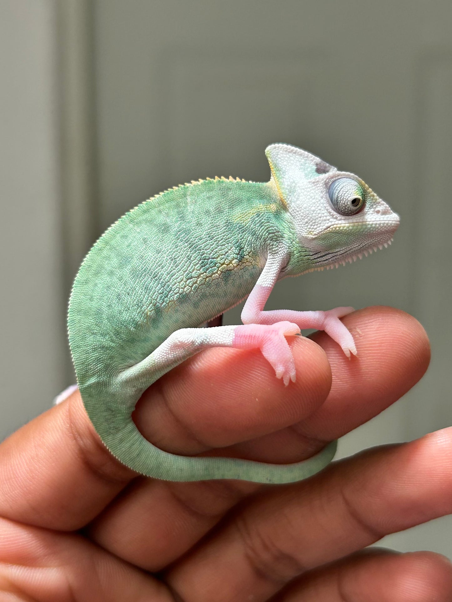 Camaleón de velo high pied hembra cría