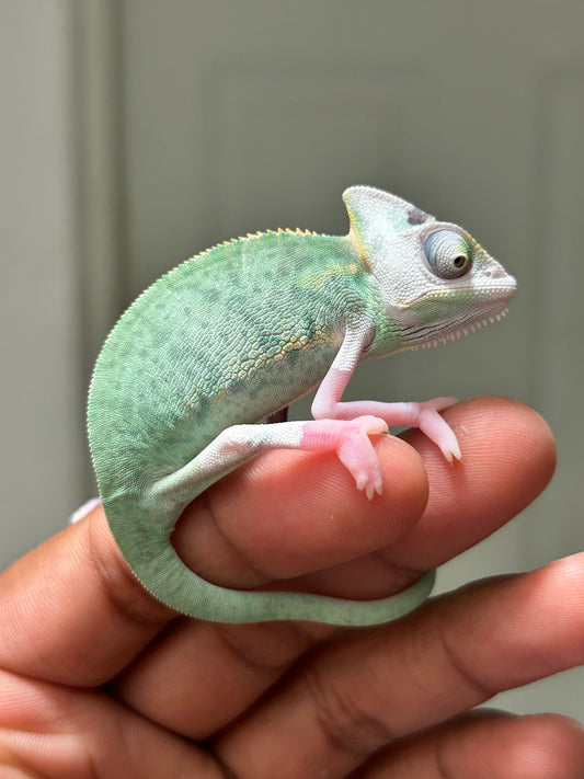 Camaleón de velo high pied hembra cría
