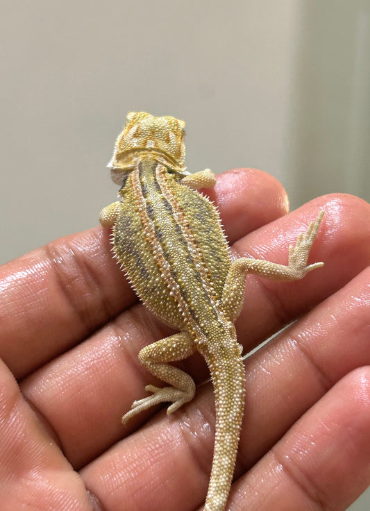 Pogona Citrus dunner het trans hembra