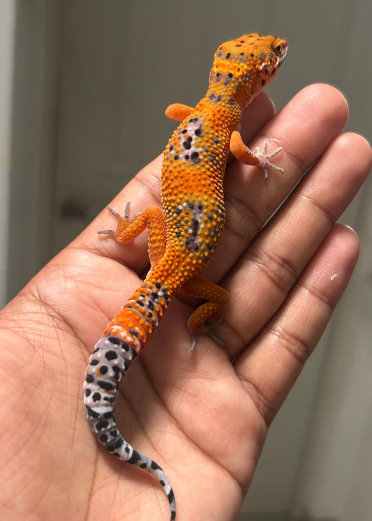 Gecko leopardo Noir dèsir macho