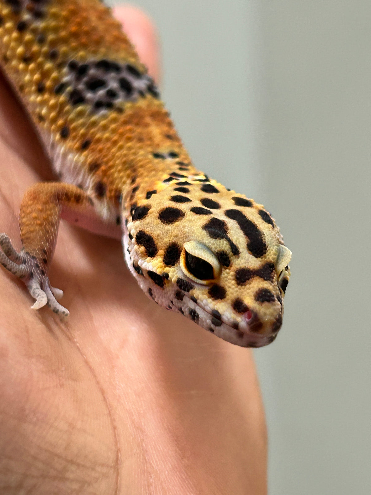 Gecko leopardo Noir dèsir hembra
