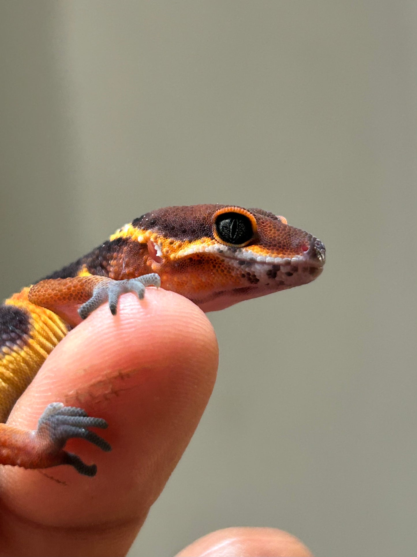 Gecko leopardo blood inferno