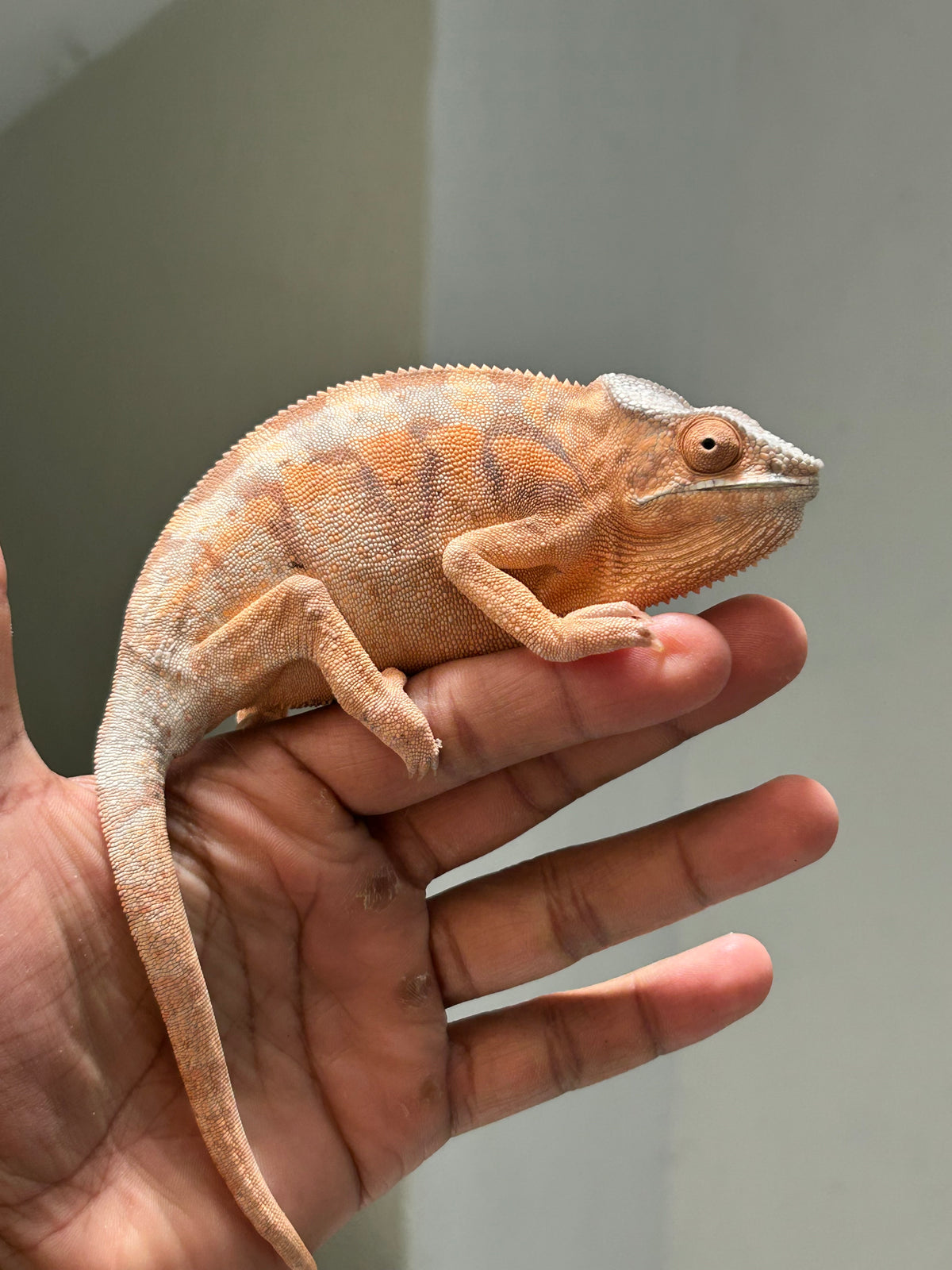 Camaleón pantera ambilobe hembra